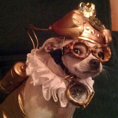 Image for: Steampunk Chihuahua