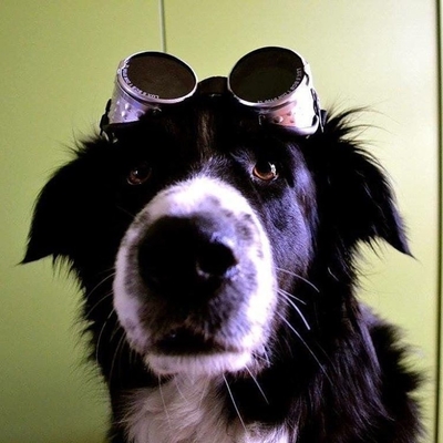 Image for: Steampunk dog with goggles